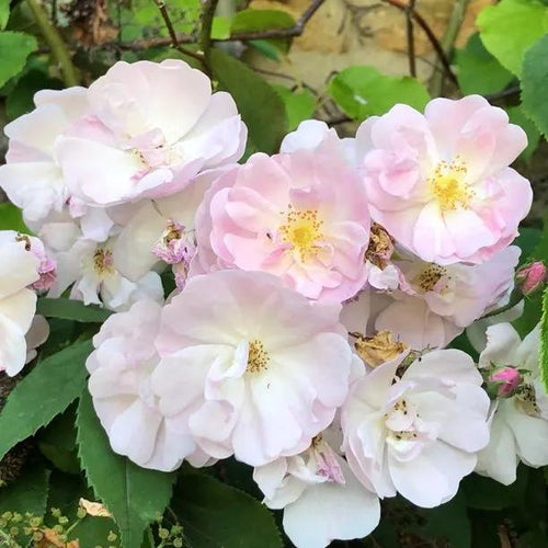 Narrow Water Rambling Rose Flowers