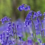 Native Bluebell Flowers with their distinctive nodding heads