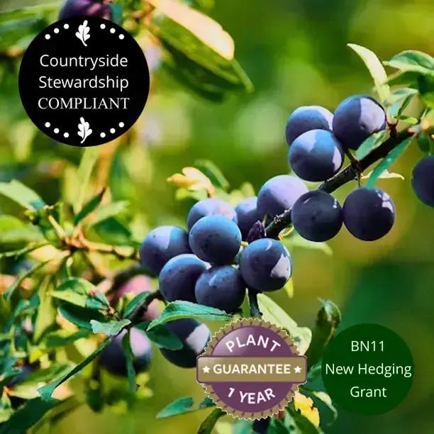 Blackthorn in a mixed Native Conservation Hedge