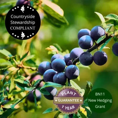 Blackthorn in a mixed Native Conservation Hedge
