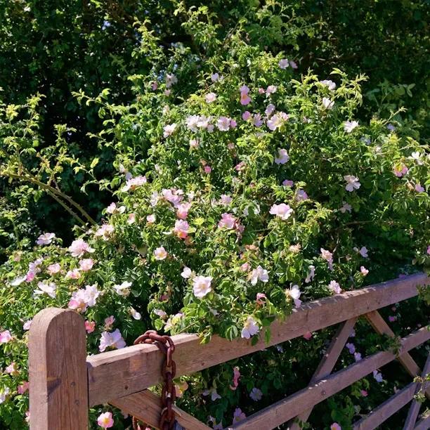 Native county hedge with