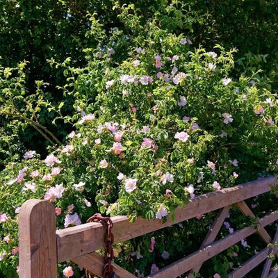 Native county hedge with