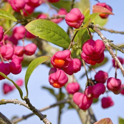 Native Spindleberries