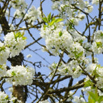 Native Wild Cherry Tree Flowers