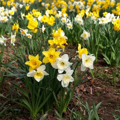 Clumps of Naturalising Daffodils Flowers