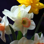 Naturalising Daffodil Flowers