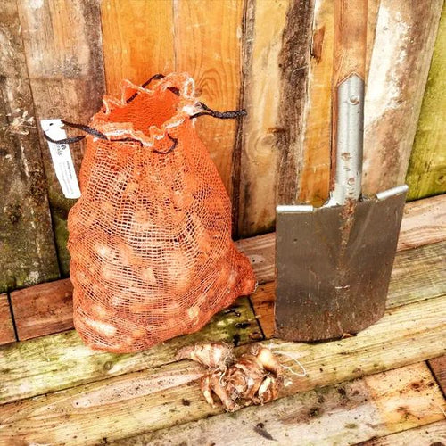 5KG Bag of Naturalising Daffodils