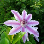 Nelly Moser Clematis Flower