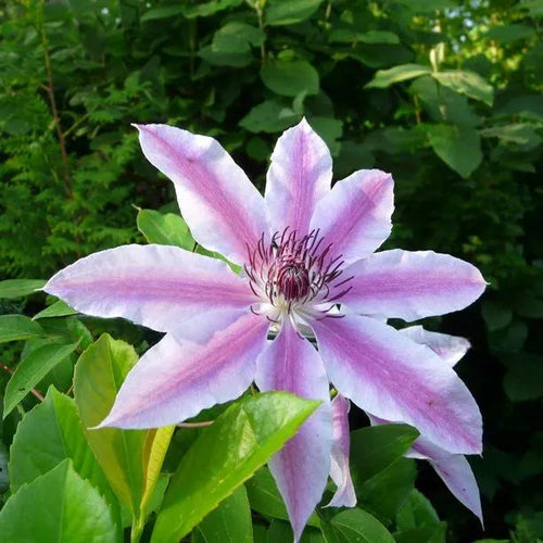 Nelly Moser Clematis Flower