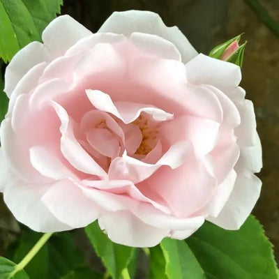 New Dawn Climbing Rose Flowers