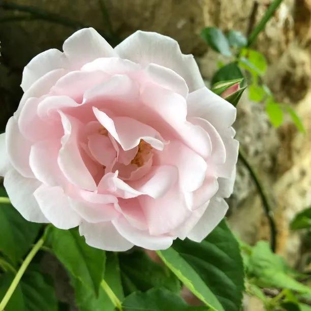 New Dawn Climbing Rose Flowers