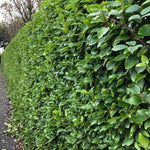 New Zealand Privet Hedge Leaves