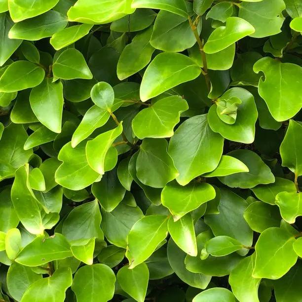 New Zealand Privet Leaves
