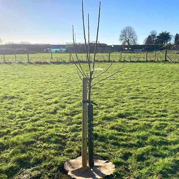 Newly Planted Half Standard Bramley Apple Tree with stake, guard, and mulch mat