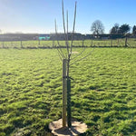 Newly Planted Half Standard Bramley Apple Tree with stake, guard, and mulch mat
