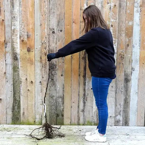 Bareroot Newton Wonder Maiden Apple Tree