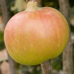 Newton Wonder Apples on the tree