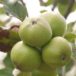 Newton Wonder Apples on the tree