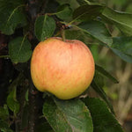 Newton Wonder Apples on the tree