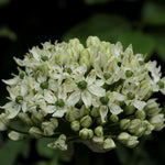 Nigrum Allium Flowerhead