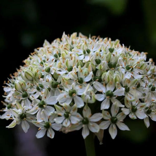 Nigrum Allium Flower
