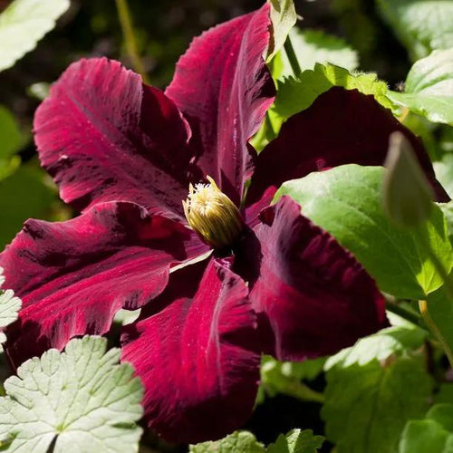 Niobe Clematis Flowers