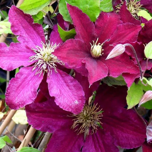 Niobe Clematis flowers