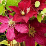 Niobe Clematis flowers