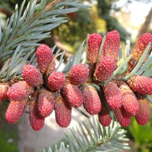 Noble Fir Cones