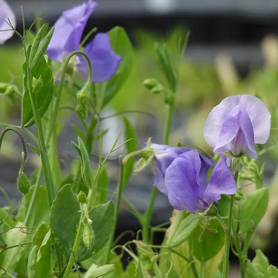 Noel Sutton Sweet Pea Flowers