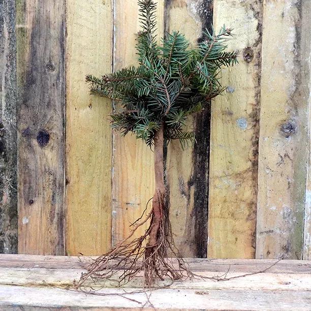 Bareroot Nordmann Fir Sapling