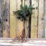 Bareroot Nordmann Fir Sapling