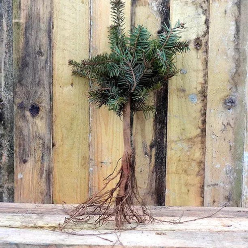 Bareroot Nordmann Fir Sapling