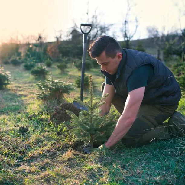 Nordmann Fir sapling being planted