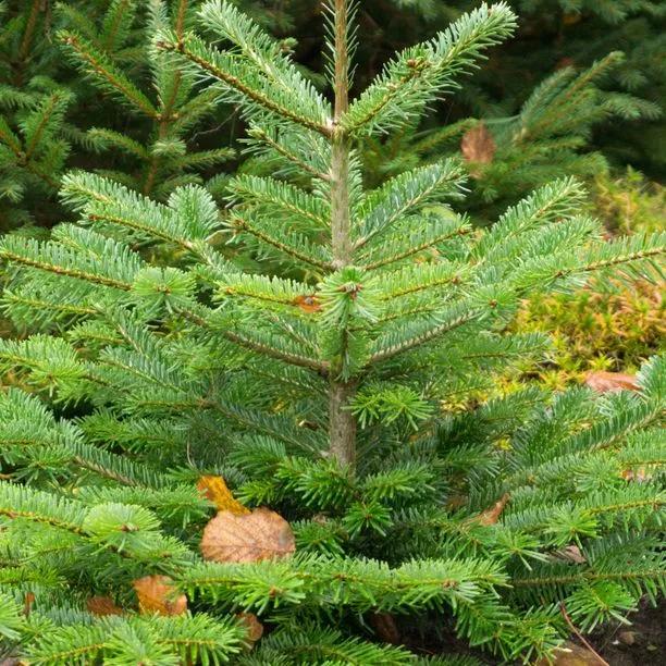 Young Nordmann Fir Tree