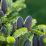 Nordmann Fir Tree Cones