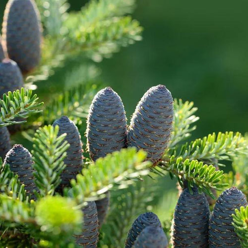 Nordmann Fir Tree Cones