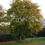 Mature Norway Maple tree in early Autumn