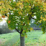 Mature Norway Maple tree