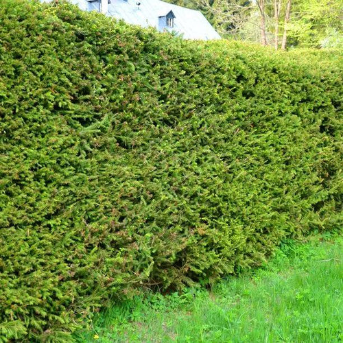 Norway Spruce Hedge