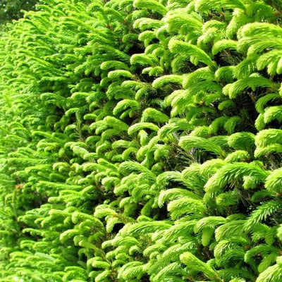 Vibrant green Norway Spruce hedge plants showing dense feathery foliage and natural branching structure