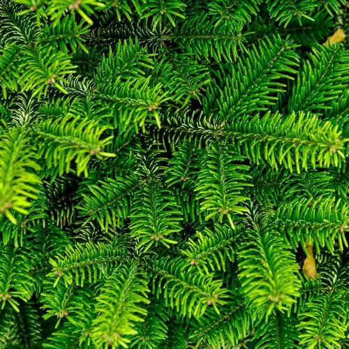 Norway Spruce Leaves