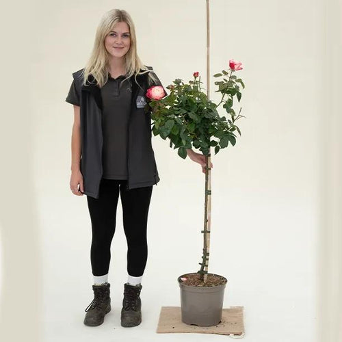 Nostalgia Half Standard Rose - 7.5 litre Pot