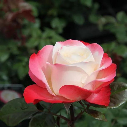Nostalgia Hybrid Tea Rose Flowers