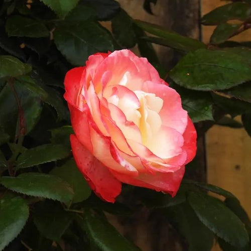 Nostalgia Hybrid Tea Rose Flowers