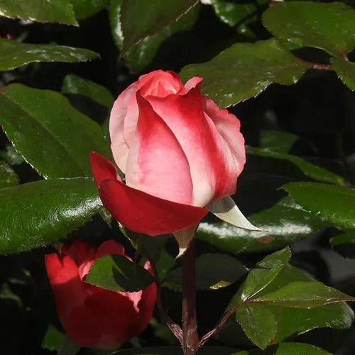 Nostalgia Rose Flower Bud