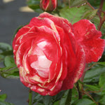 Close-up of a red and pink wilting rose with green leaves.
