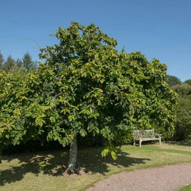 Mature Nottingham Medlar Tree