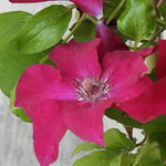 Nubia Clematis Flower