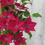 Nubia Clematis Flowers